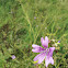 Mallow