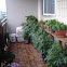 Tomato Plants