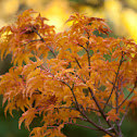 Lions Head Maple