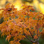 Lions Head Maple