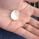 Bird egg