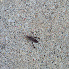 Leaf-footed Bug
