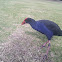 Purple Swamphen