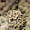 finger coral