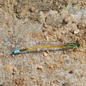 Golden Dartlet