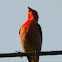 House Finch