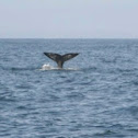 Grey Whale