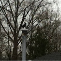 Crow
