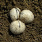 Calvatia