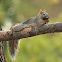 Arizona Gray Squirrel