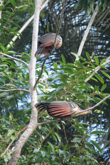 Spotting Image 1