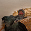 Glossy Swiftlet