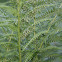fern