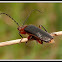 Leather-winged Beetle