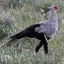 Secretary bird