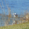Little Blue Heron (Immature)