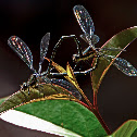 Dragonflies