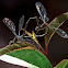 Dragonflies