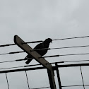 Rock Dove