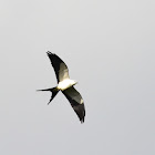 Swallow-tailed Kite