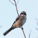 Loggerhead Shrike