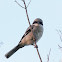 Loggerhead Shrike
