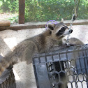 Raccoon