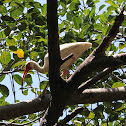 American White Ibis