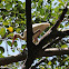 American White Ibis