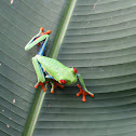 Red-Eyed Tree Frog