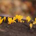 Fan Shaped Jelly Fungus