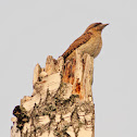 Eurasian Wryneck