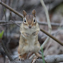 Chipmunk