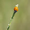 Seven-spotted Lady Beetle