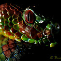 Philippine Pit Viper