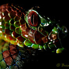 Philippine Pit Viper
