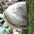 Fantastic Fungi