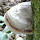 Fantastic Fungi