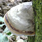 Hoof fungus,Tinder fungus