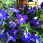 Lobelia