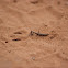 Praying Mantis