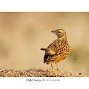 THE INDIAN BUSH LARK or RED-WINGED BUSHLARK