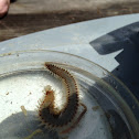 Fireworm