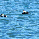 Common Eider