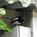 Oriental Magpie-Robin