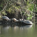 River Cooters