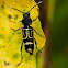 Unidentified Beetle