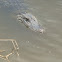 American Alligator