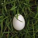 Egg