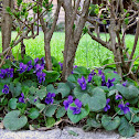 Sweet violet/Dišeča vijolica